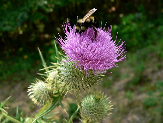 {Cirsium vulgare}